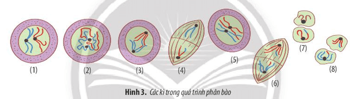 Quan sát hình 3, sắp xếp các hình theo trật tự đúng của các kì trong quá trình phân