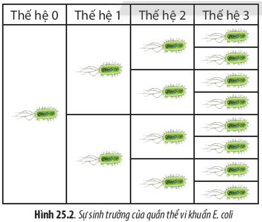 Dựa vào Hình 25.2, hãy nhận xét số lượng tế bào vi khuẩn E. coli sau mỗi lần