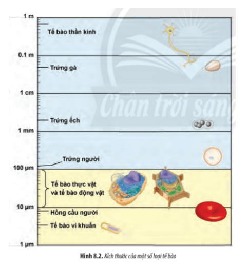 Hãy so sánh kích thước của tế bào nhân sơ và tế bào nhân thực