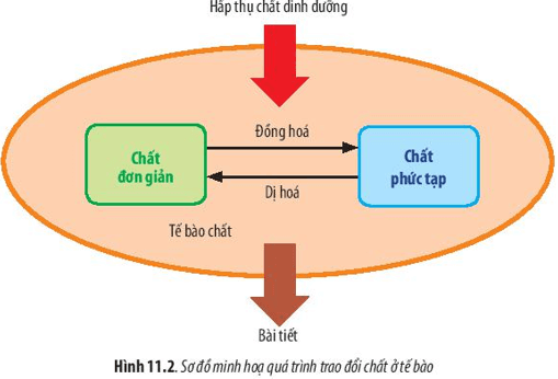 Quan sát Hình 11.2, hãy cho biết trao đổi chất ở tế bào bao gồm những quá trình nào 