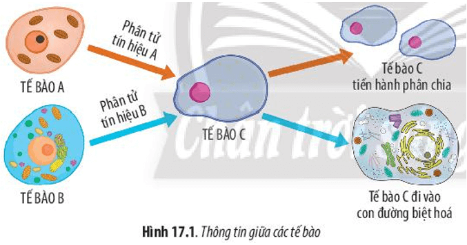 Quan sát Hình 17.1, hãy cho biết thông tin được truyền từ tế bào này đến tế