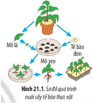 Quan sát Hình 21.1 và 21.2, cho biết thế nào là công nghệ tế bào