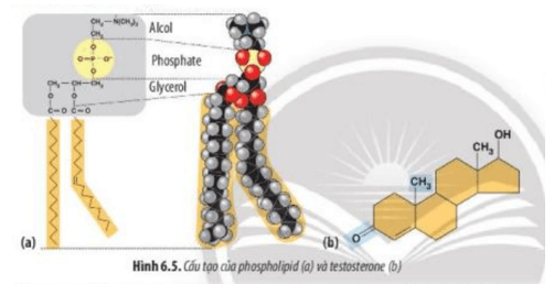 Quan sát Hình 6.5 và đọc đoạn thông tin, hãy cho biết cấu tạo của steroid có gì