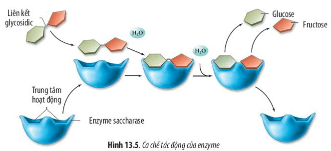 Quan sát Hình 13.5, hãy mô tả cơ chế xúc tác của enzyme