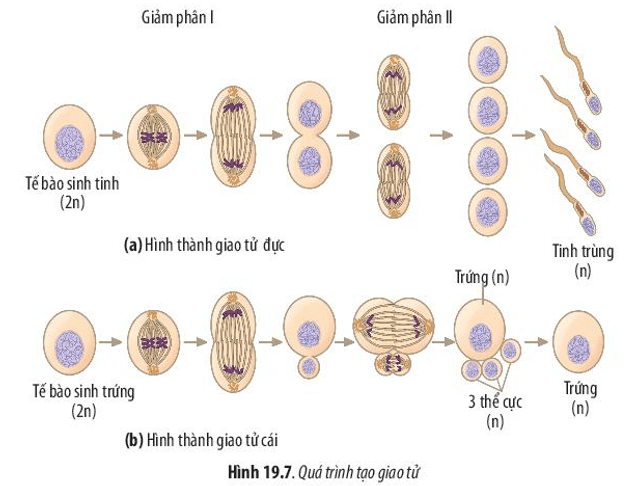 Hãy quan sát quá trình hình thành giao tử ở Hình 19.7 và cho biết ý nghĩa