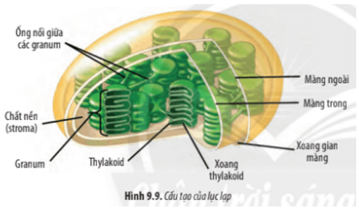 Dựa vào Hình 9.9, hãy mô tả cấu tạo của lục lạp. Từ cấu tạo, hãy cho biết chức năng