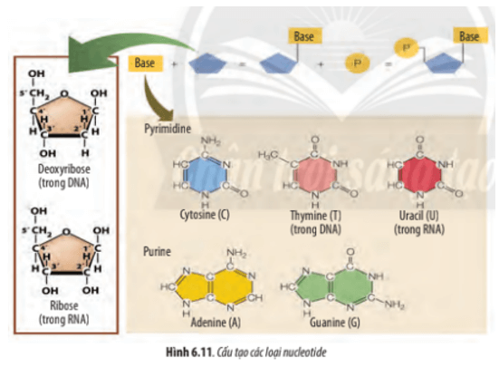 Quan sát Hình 6.11, hãy cho biết thành phần và sự hình thành của một nucleotide