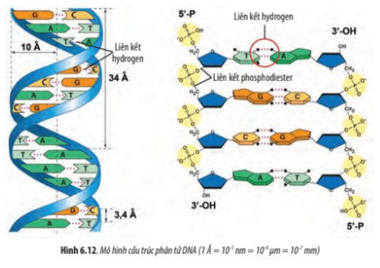 Quan sát Hình 6.12, hãy cho biết mạch polynucleotide được hình thành như thế nào