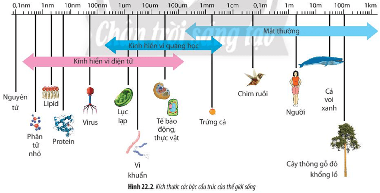 Quan sát Hình 22.2 và cho biết vi sinh vật có kích thước như thế nào?