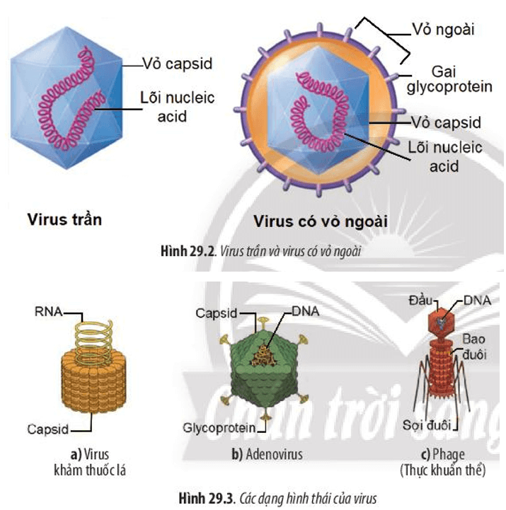 Dựa vào Hình 29.2 và 29.3, hãy: Nêu cấu tạo của virus