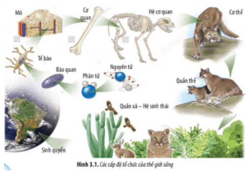 Quan sát Hình 3.1, hãy: Kể tên các cấp độ tổ chức của thế giới sống