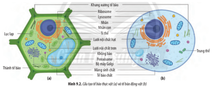 Dựa vào Hình 9.2, hãy lập bảng so sánh cấu tạo tế bào thực vật và động vật