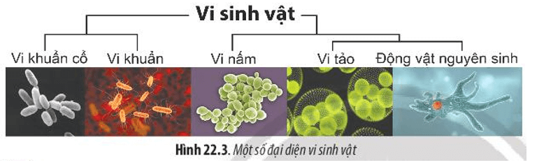 Halobacteria, trùng Amip, Escherichia coli, Chlorella là những vi sinh vật thuộc nhóm nào trong Hình 22.3?