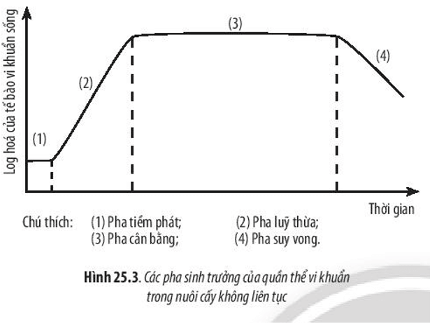 Đọc thông tin trên và quan sát Hình 25.3, hãy trình bày đặc điểm các pha