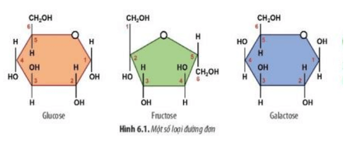 Cấu tạo các loại đường đơn trong Hình 6.1 có đặc điểm gì giống nhau?