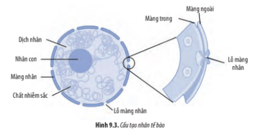 Dựa vào Hình 9.3, hãy cho biết: Các đặc điểm của màng nhân