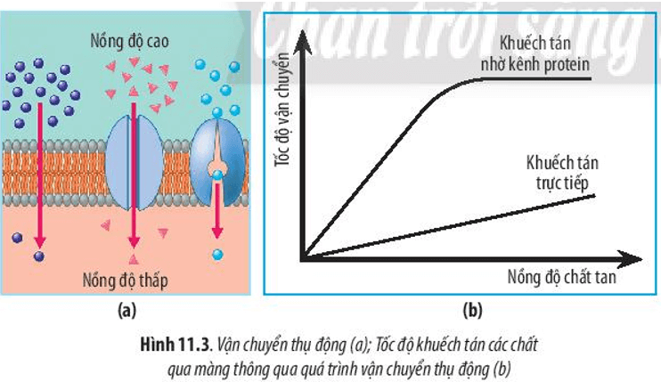 Quan sát Hình 11.3a, hãy cho biết thế nào là vận chuyển thụ động quá trình này 