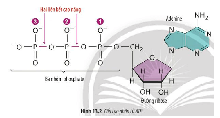 Quan sát Hình 13.2, hãy nêu các thành phần cấu tạo của phân tử ATP