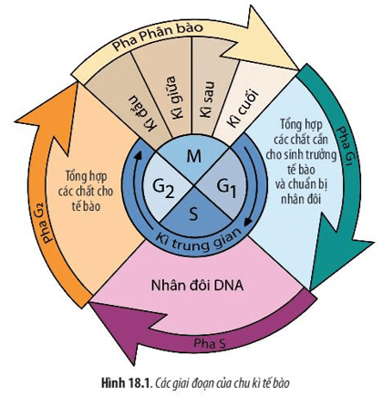 Hãy quan sát Hình 18.1 và cho biết: Chu kì tế bào gồm những giai đoạn