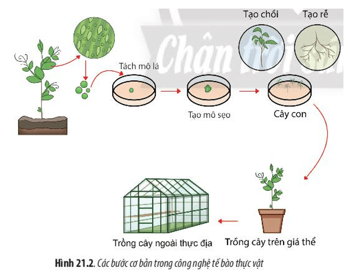 Quan sát Hình 21.2 và 21.3, cho biết nguyên lí để thực hiện công nghệ tế bào là gì