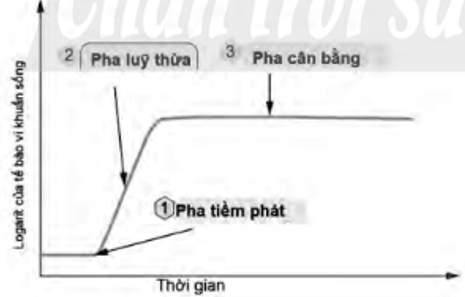 Hãy vẽ và giải thích đường cong sinh trưởng trong nuôi cấy liên tục