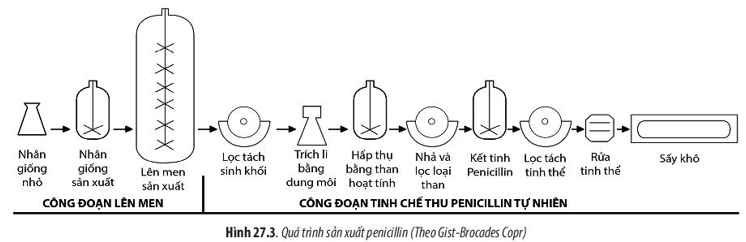 Quan sát Hình 27.3, hãy phân tích quy trình sản xuất penicillin