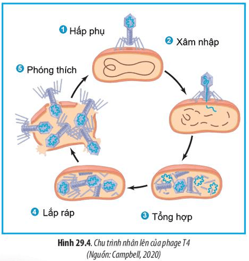 Đọc thông tin ở mục II.1 SGK và kết hợp quan sát Hình 29.4, hãy trình bày