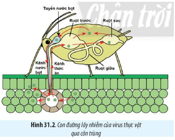 Quan sát Hình 31.2, hãy trình bày con đường lây nhiễm virus ở thực vật qua côn trùng