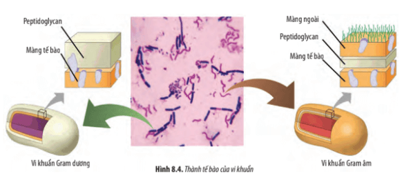 Quan sát Hình 8.4, hãy cho biết sự khác nhau giữa thành tế bào của vi khuẩn