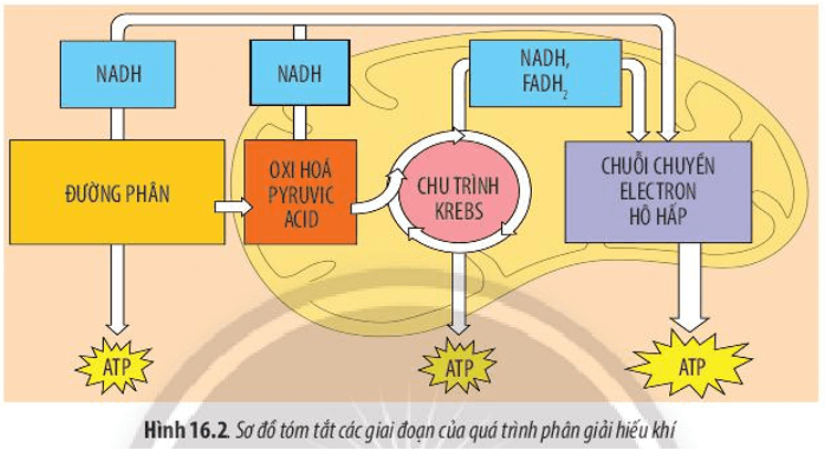 Quan sát Hình 16.2, hãy cho biết quá trình phân giải hiếu khí gồm những giai