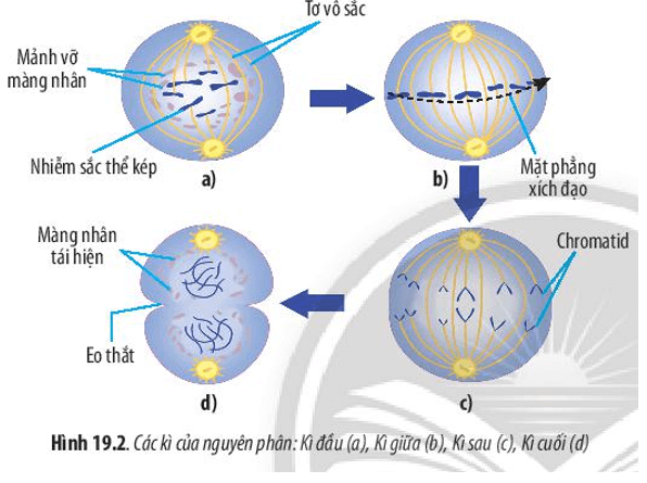 Quan sát Hình 19.2 và cho biết: Trong các kì của nguyên phân, nhiễm sắc thể, thoi phân bào