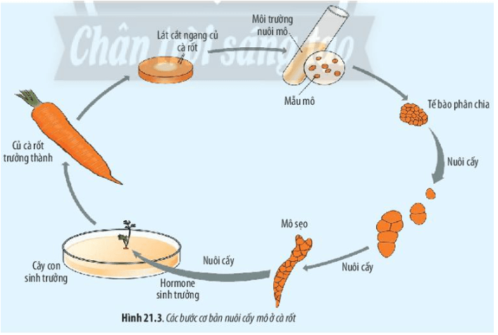 Quan sát Hình 21.3 và 21.4, cho biết tính toàn năng của tế bào là gì