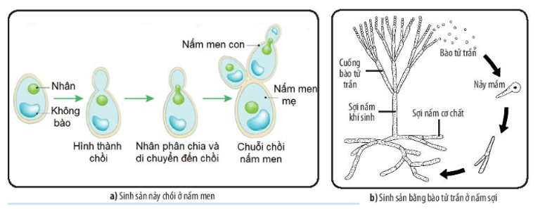 Đọc thông tin mục III và quan sát Hình 25.4, 25.5, hãy phân biệt các hình thức sinh sản