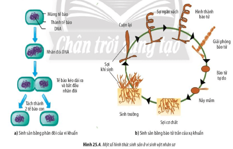 Đọc thông tin mục III và quan sát Hình 25.4, 25.5, hãy phân biệt các hình thức sinh sản