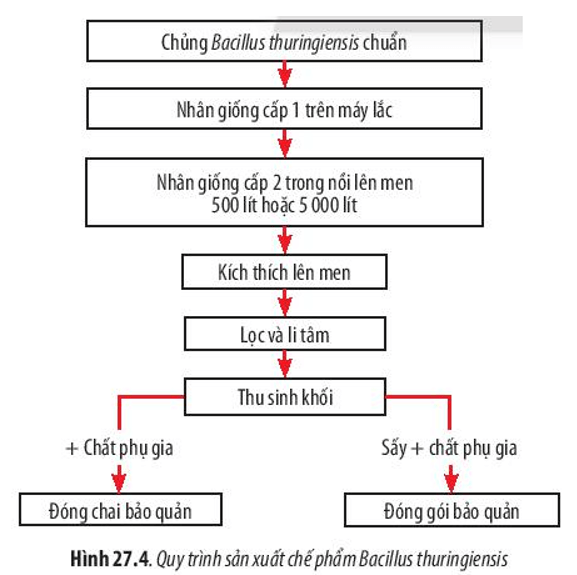 Quan sát Hình 27.4, hãy mô tả quá trình sản xuất thuốc trừ sâu Bt