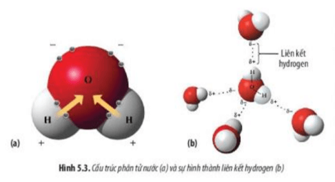 Quan sát Hình 5.3a và cho biết các nguyên tử cấu tạo nên phân tử nước mang điện tích