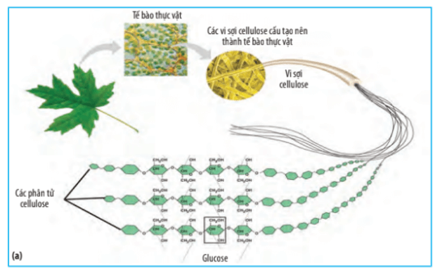 Quan sát Hình 6.3a và cho biết các phân tử cellulose liên kết với nhau như thế nào
