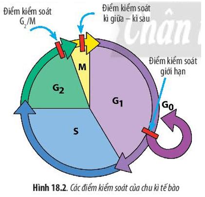 Hãy quan sát Hình 18.2 và cho biết: Chu kì tế bào có mấy điểm kiểm soát