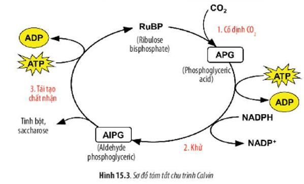 Quan sát Hình 15.3, hãy cho biết chu trình Calvin gồm mấy giai đoạn đó là những