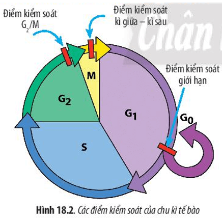 Hãy quan sát Hình 18.2 và cho biết: Nêu ý nghĩa của việc kiểm soát chu kì tế bào