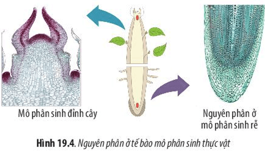 Hãy quan sát Hình 19.4 và cho biết nguyên phân có ý nghĩa như thế nào đối