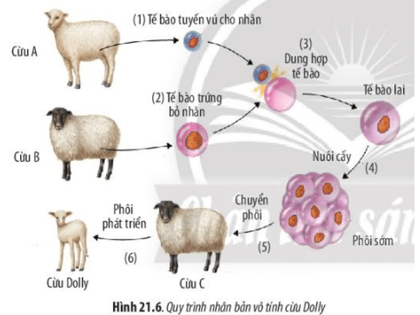 Quan sát Hình 21.6 và trình bày quy trình thực hiện nhân bản vô tính vật nuôi