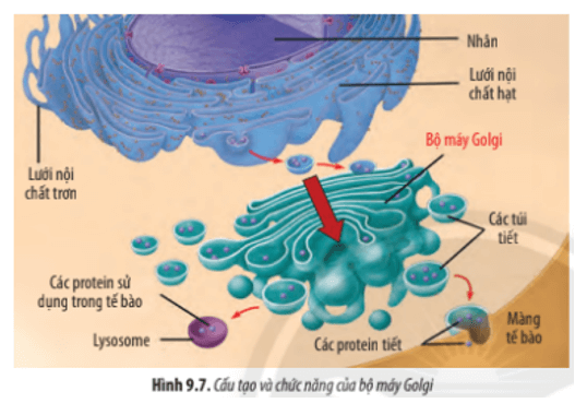 Dựa vào Hình 9.7, hãy: Cho biết các sản phẩm của bộ máy Golgi có thể được vận chuyển