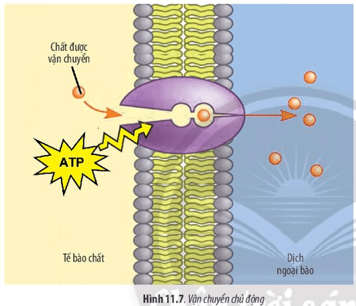 Quan sát Hình 11.7, hãy cho biết thế nào là vận chuyển chủ động quá trình vận chuyển