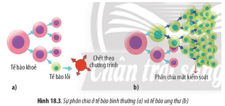 Hãy quan sát Hình 18.3 và cho biết điểm khác biệt của việc phân chia tế