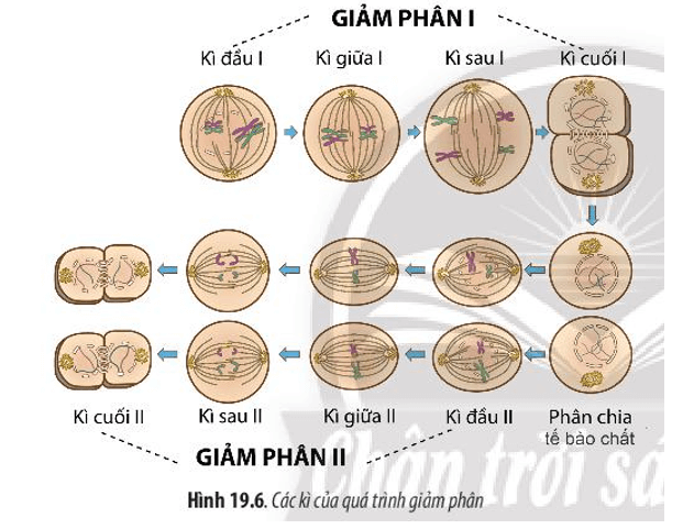 Quan sát Hình 19.6 và cho biết: Giảm phân là gì? Giảm phân gồm mấy giai đoạn chính