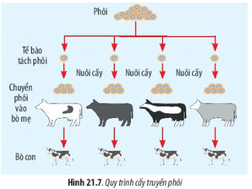 Quan sát Hình 21.7 và cho biết thế nào là cấy truyền phôi động vật