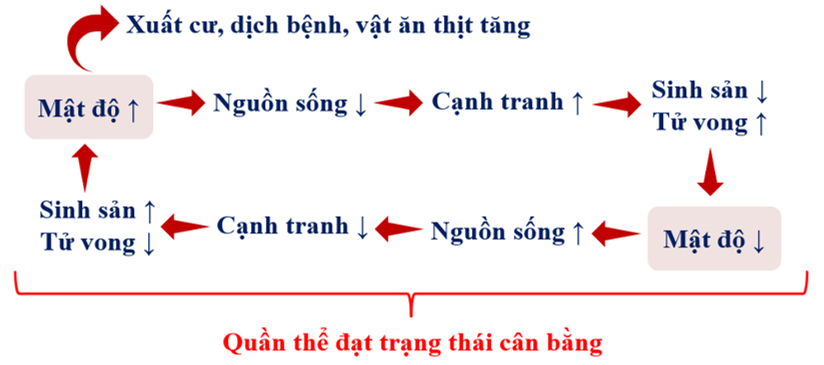 Nêu ví dụ về cơ chế tự điều chỉnh ở các cấp độ: cơ thể, quần thể, quần xã