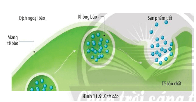 Quan sát Hình 11.8 và 11.9, hãy cho biết thế nào là nhập bào, xuất bào