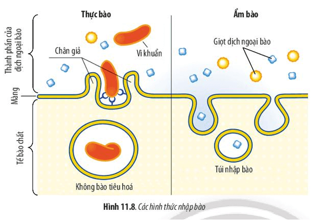 Quan sát Hình 11.8 và 11.9, hãy cho biết thế nào là nhập bào, xuất bào